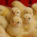 Птицеводство