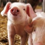 Животноводство